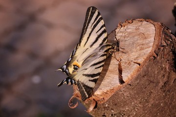 white striped butterfly on a stump