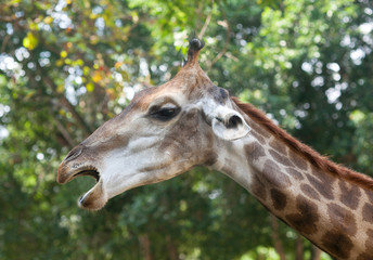 Naklejka na ściany i meble Giraffe (Giraffa camelopardalis) portrait close up on blurred background