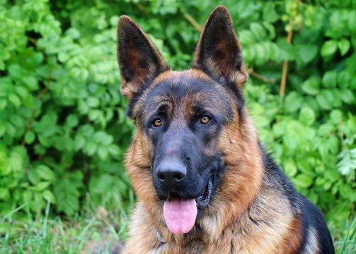 dog German shepherd portrait side view