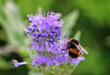 bumblebee sits on a lilac flower