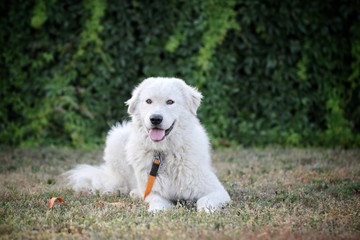 white dog lies on the grass