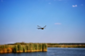 Fototapeta na wymiar dragonfly flies over the river