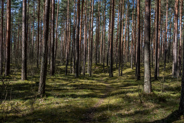 Spring Forest in Northern Europe with Bare Trees