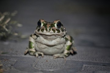 close-up frog sitting on the floor