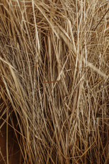 dry yellow grass close up