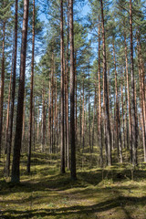 Fototapeta premium Wiosenny las w Europie Północnej z nagimi drzewami