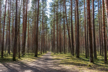 Fototapeta premium Spring Forest in Northern Europe with Bare Trees