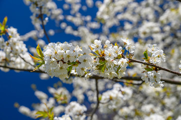 Apfelblüte, apfelbaum, apfelbnaum, blüte, blau grün, frühling, frühjahr, blüten frühling 