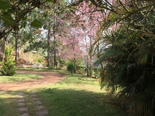 Cerejeira no jardim