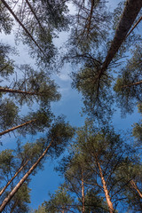 Looking up to the Sky through the Tall Trees