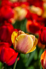Vibrant tulips in springtime, with a shallow depth of field