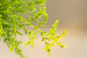 Macro of cypress tree branch in the hedge in garden