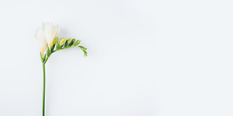 Floral background. One freesia flower on a white background. Minimal concept. Flat lay, top view. Copy space for text. - obrazy, fototapety, plakaty