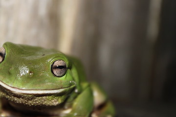 animaux Australie voyage sauvage 