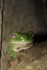 animaux Australie voyage sauvage 