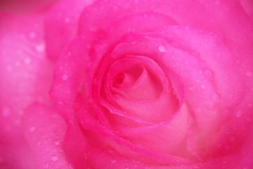 Fototapeta na wymiar 水滴が美しいピンク色のバラのクローズアップ（Seika）