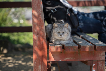 猫15