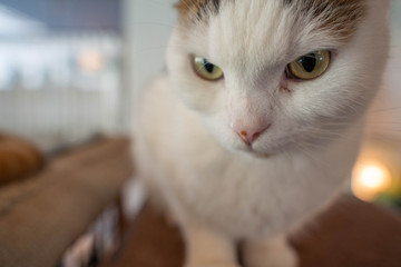 猫3