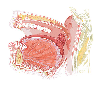 Human tonsil anatomy drawing - throat, tongue - detailed colored illustration - human organ