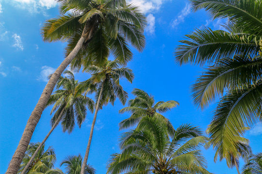 Unter Palmen im Parque Tayrona