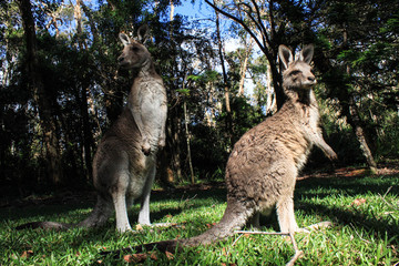 animaux Australie voyage sauvage 