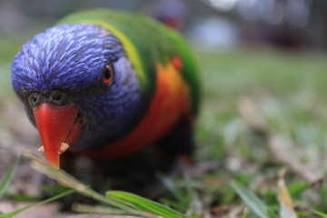 animaux Australie voyage sauvage 