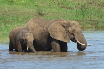 Mom and son elephants on a river.