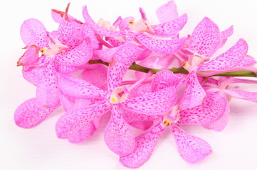 Pink orchids on white background