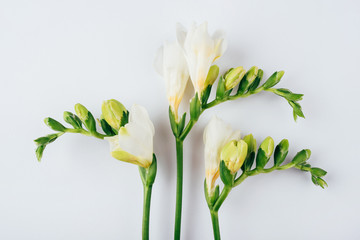 Floral background. Freesia flowers on a white background. Minimal concept. Flat lay, top view.