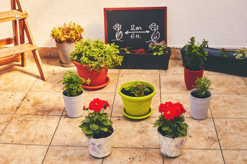 Flower plant wearing protective mask. Gardening concept. Epidemic concept.