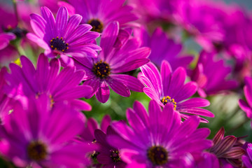 Obraz premium Close up Osteospermum violet African daisy flower. Purple wild flower with focus on pollen with shallow depth of field. dark pink chamomile. Floral backdrop with pink flowers