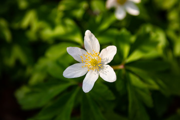Fleur Printanière (Anémone des Bois)