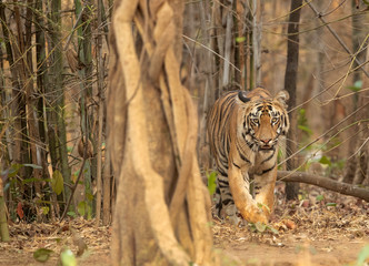 Tiger coming out from bamboo forest at Tadoba Andhari Tiger Reserve, India
