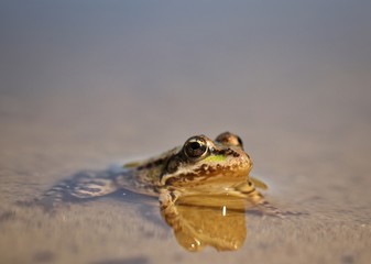 frog sitting in water close-up