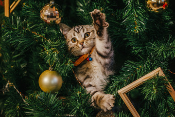 beautiful funny cat in the Christmas tree new year