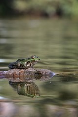 frog sitting on a stone in the water