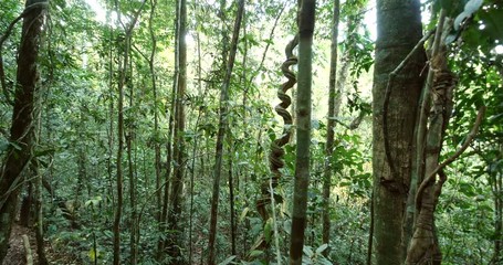 A coiled liana hanging from the rainforest canopy. Pristine Amazonian rainforest near Rio Tiputini, Orellana province, Ecuador - Powered by Adobe