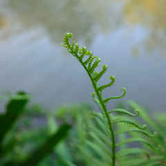 beautiful green fern leaf  closeup