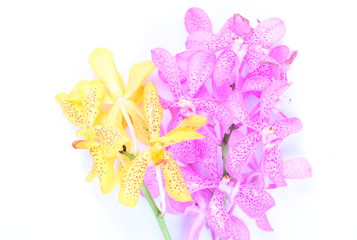 Pink and yellow orchids on white background