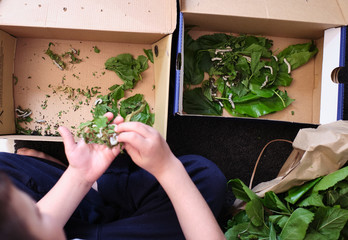 children playing at home with worms, feeding him mulberry leaves and changing his box