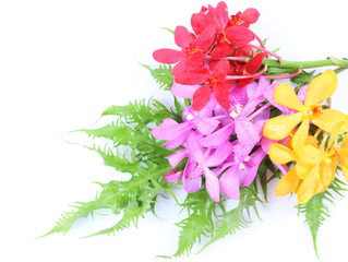 Fototapeta premium Colorful orchids on green leaf on white background