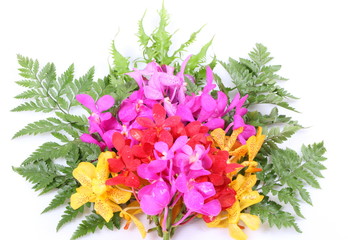 Colorful orchids on green leaf on white background