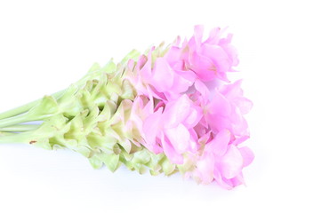 Siam tulip or Curcuma flower isolated on white background