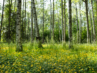 Birch forest on a sunny day
