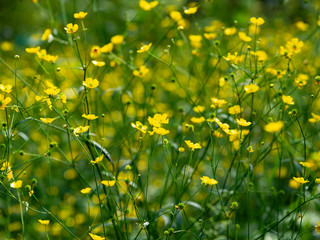 Blooming wildflowers on a sunny day