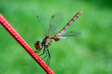 Libelle