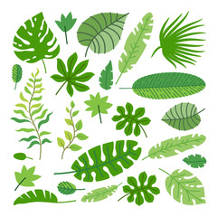 Set of tropical leaves. Vector rainforest leaves