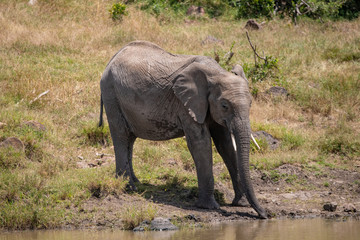 Fototapeta premium African elephant drinking at the river in the Masai mara, Kenya