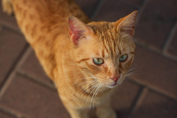Stray cat checking for some treat, cute cat face with curious look