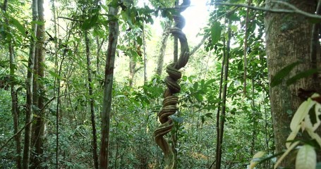 A coiled liana hanging from the rainforest canopy. Pristine Amazonian rainforest near Rio Tiputini, Orellana province, Ecuador - Powered by Adobe